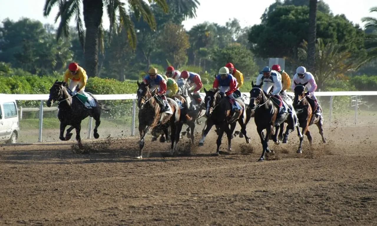 Chevaux en course sur l'hippodrome